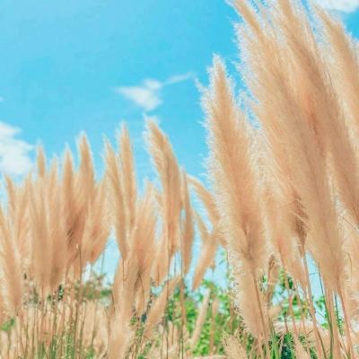 托拉姆物语wiki版下载